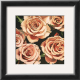 Buy Roses at AllPosters.com