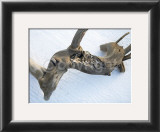 Buy Beachcomber at AllPosters.com