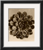 Buy Sepia Botany Study II at AllPosters.com
