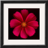Buy Cosmos at AllPosters.com