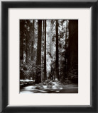 Buy Redwoods, Founders Grove at AllPosters.com