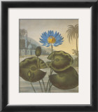 The Blue Egyptian Water-Lily