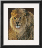 Power and Presence: African Lion