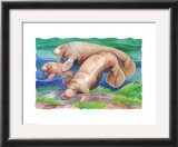 Manatee Family