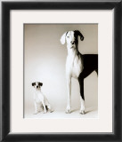 Domino and Daisy