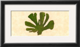 Buy Jade Coral at AllPosters.com