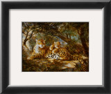 Leopard with Cub