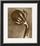 Buy Sepia Botany Study VI at AllPosters.com