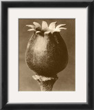 Buy Sepia Botany Study I at AllPosters.com