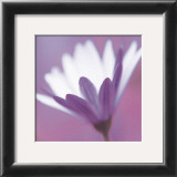 Buy Purple Flower at AllPosters.com
