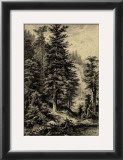 Buy Noble Fir at AllPosters.com