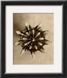 Buy Sepia Botany Study IV at AllPosters.com