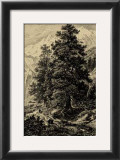 Buy Arolla Pine at AllPosters.com