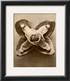 Buy Sepia Botany Study V at AllPosters.com
