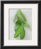 Buy Mangetout at AllPosters.com