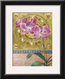 Phalaenopsis Orchid