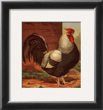 Buy Rose-Combed Dorking Cock at AllPosters.com