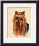 Buy Yorkshire Terrier at AllPosters.com