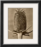 Buy Sepia Botany Study III at AllPosters.com