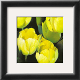 Buy Tulipanes Amarillos at AllPosters.com