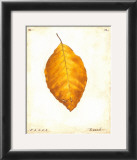 Beech Leaf Framed Art Print