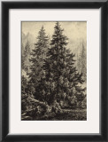 Buy Spruce Pine at AllPosters.com