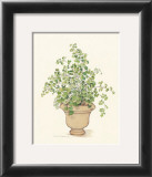 Buy Green Plant in a Clay Pot at AllPosters.com