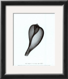 Buy Tun Shell at AllPosters.com