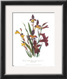 Buy Sphoerospora Imbricata at AllPosters.com