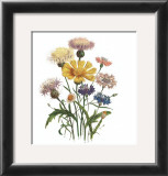 Buy Centaurea Crocadylium at AllPosters.com