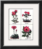 Pink Flowers