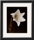 Buy White Flower at AllPosters.com