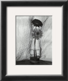 Gerbera Daisies