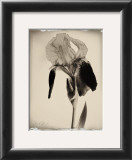 Buy Sepia Iris at AllPosters.com