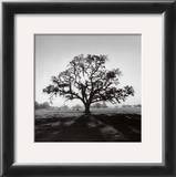 Buy Oak Tree, Sunrise at AllPosters.com