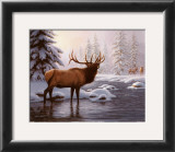 Buy Elk II at AllPosters.com