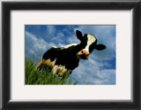 Buy The Cow at AllPosters.com