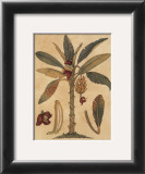 Banana Tree