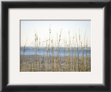Buy Coastal Grasses at AllPosters.com