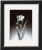 Buy Iris at AllPosters.com
