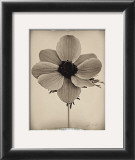 Buy Sepia Anemone at AllPosters.com