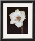 Buy White Flower at AllPosters.com