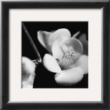 Quince Blossoms V