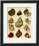 Conchylien Cabinet IV