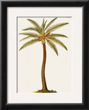 Buy Coconut Palm Tree at AllPosters.com