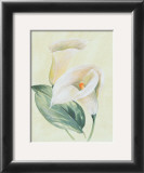 Buy Calla Lily I at AllPosters.com