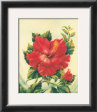 Buy Red Hibiscus at AllPosters.com