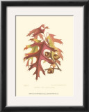 Buy Scarlet Oak at AllPosters.com