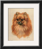 Buy Pomeranian at AllPosters.com