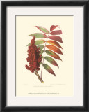 Buy Smooth Sumac at AllPosters.com